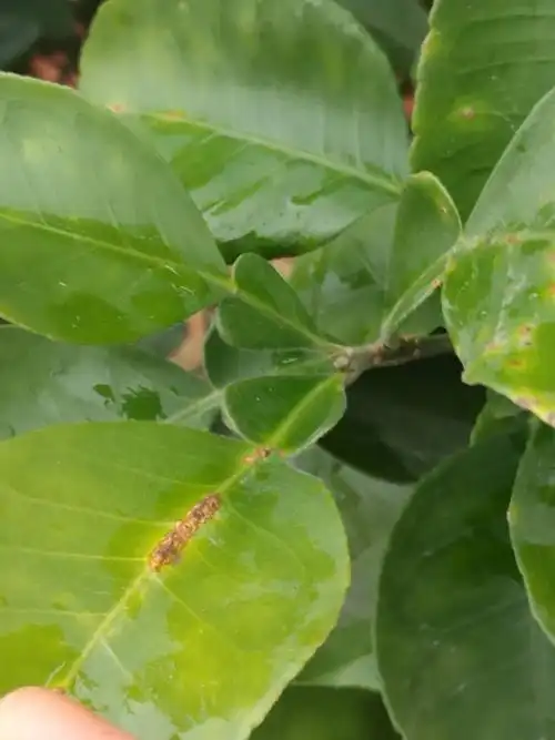 近距离拍了个单身复叶