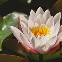 老年人专用头像荷花