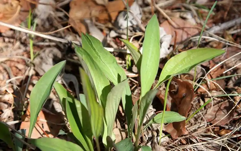 走近中药,从外形到性味,多角度认识柴胡