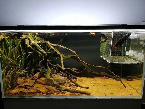 我也来一下我的雷龙嘛南美缸 - 原生态造景 - cta南美水族