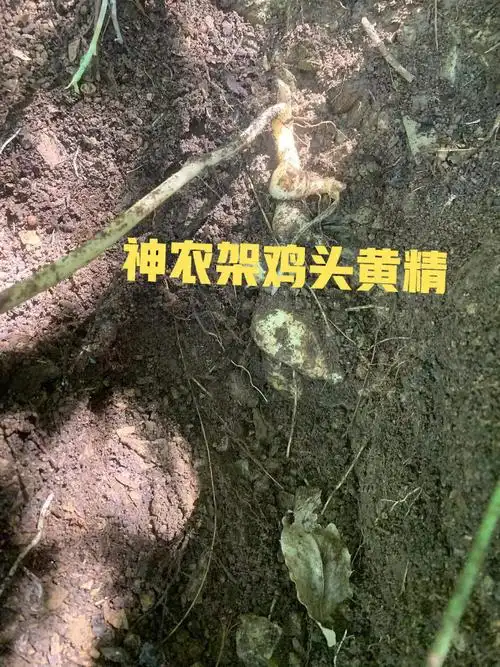 神农架鸡头黄精