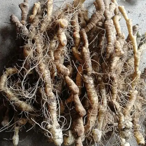 鲜野生黄精大别山新鲜野生黄精好黄精年份长现挖现发一斤500g包邮