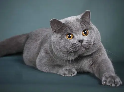 本地哪里有蓝猫卖 蓝猫成年多少斤 图片价格 新手建议