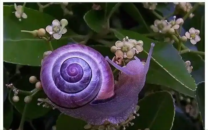 盘点世界上的九大变异物种,紫色海蜗牛,繁殖全靠运气