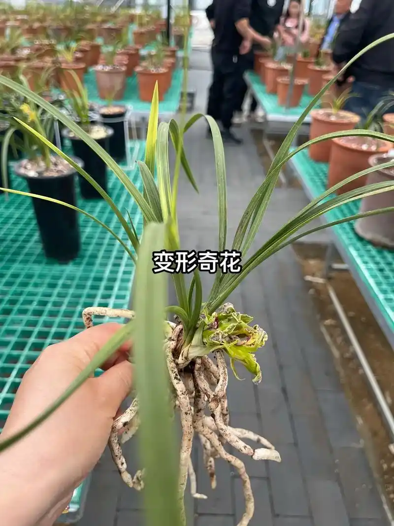 变形草出奇花,引个品种种种#精品兰花 #蕙兰 - 抖音