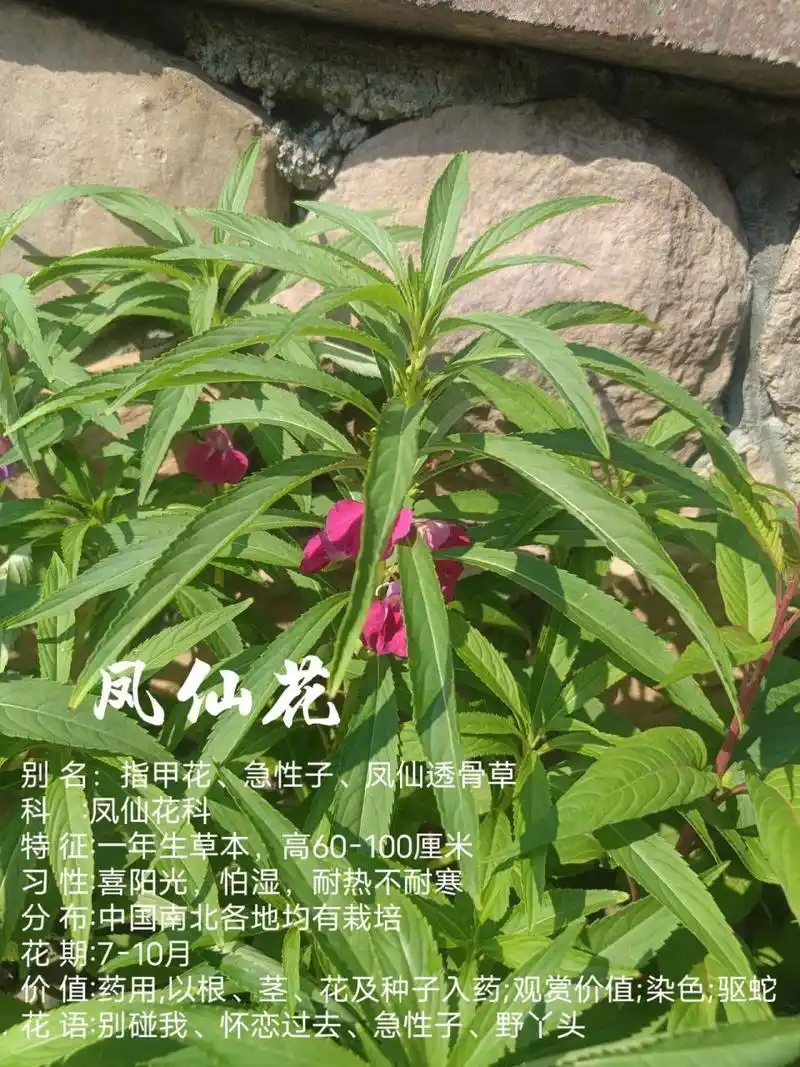小科普～凤仙花 别 名:指甲花,急性子,凤仙透骨草 科    :凤仙花科 特