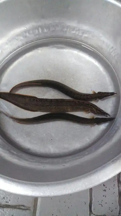 军 2018-9-22 pm12:34:36 沙鳅鱼