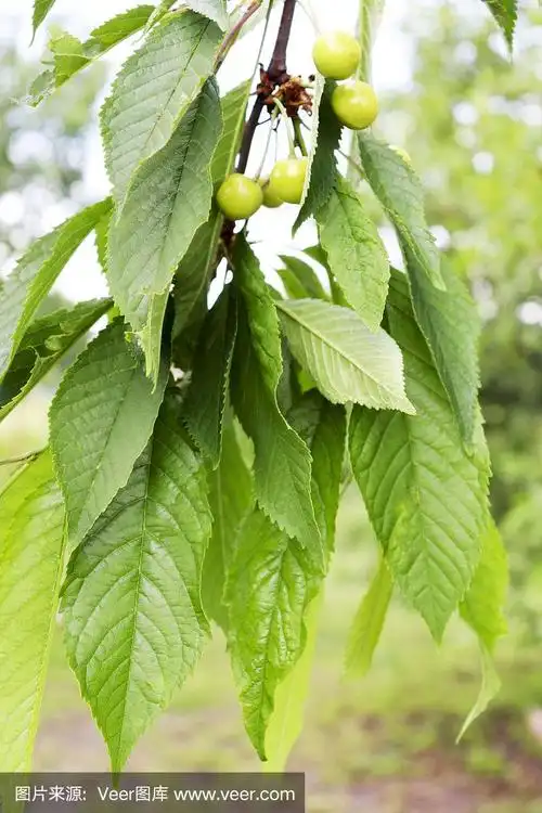 樱桃,叶子,枝,农业,未成熟的