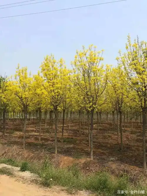 厂家供应金叶白蜡 3公分白蜡小苗 32公分老白蜡