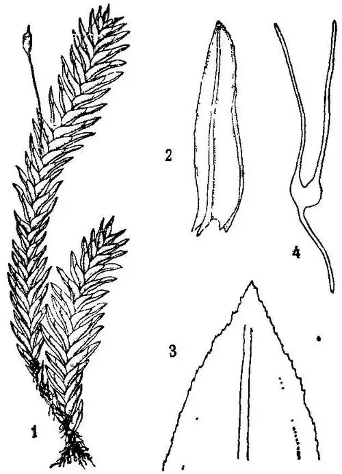 领域提 交真藓藓类植物生物植物苔藓植物词条 主页》词条 科
