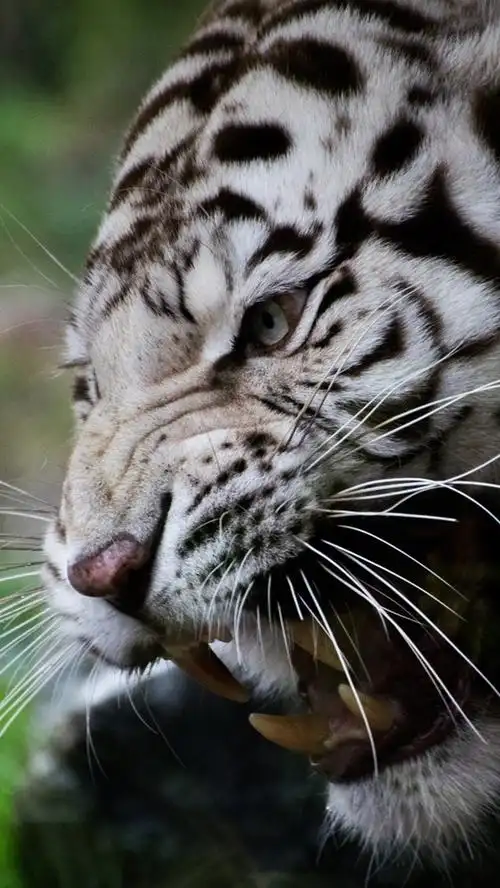 白虎,脸上,胡须,獠牙 iphone 壁纸