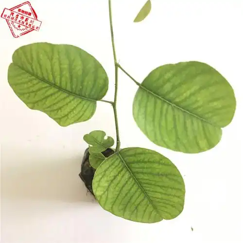 正宗印度小叶紫檀树苗 黄檀树苗 黄花梨树苗 紫檀小叶紫檀树苗--爱鉴