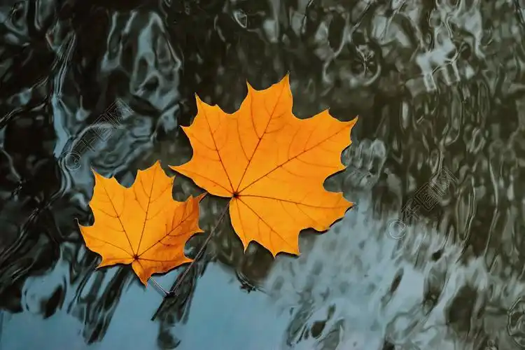 漂浮在水面上的枫叶落叶