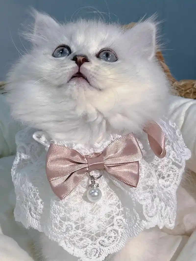 东阳,横店长毛银渐层有人要吗