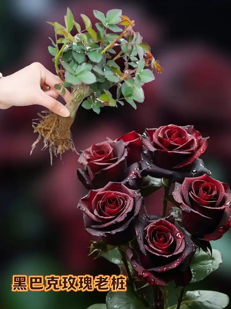 暗黑系黑巴克玫瑰来了哦.家里花多心情就会好,丝绒的,