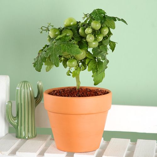 矮生西红柿盆栽小番茄苗家庭绿植阳台苗秧带果植物圣女果趣味好养