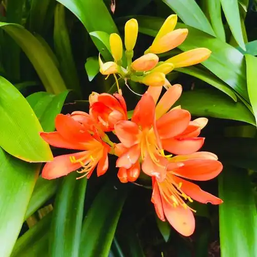 "919191君子兰的花语是:高贵,有君子之风.