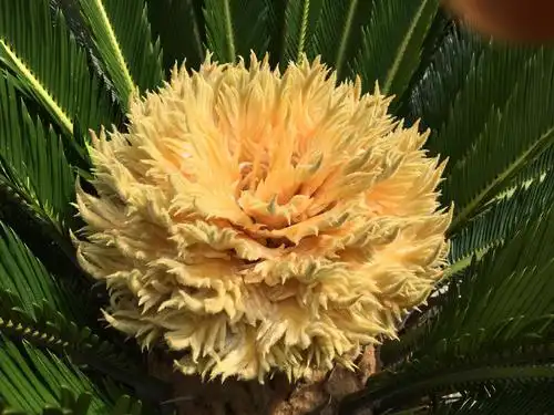 返乡记:铁树开花-jxml66