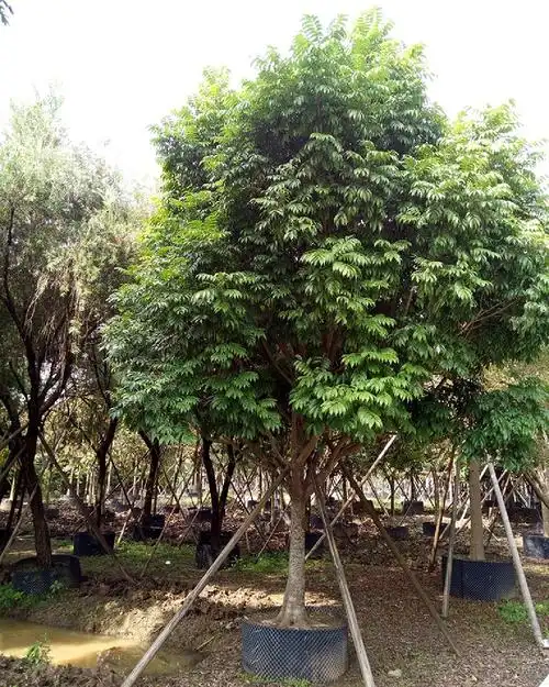 仁面子  20-22厘米