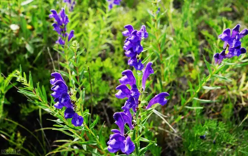 黄芩,清热燥湿的的药,善于清肺热,治少阳证,但要预防伤阴_手机搜狐网