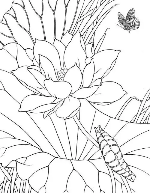 工笔荷花白描,高清工笔荷花白描 110幅