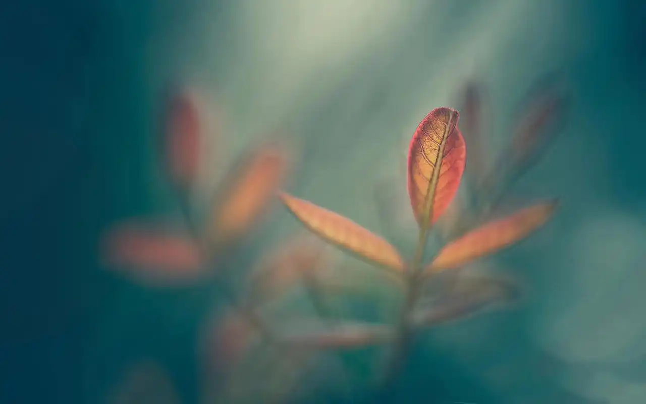 唯美的秋天落叶温暖治愈系图片桌面壁纸高清 第二辑