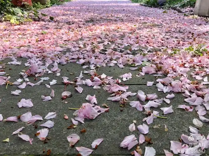 满地落花春欲暮