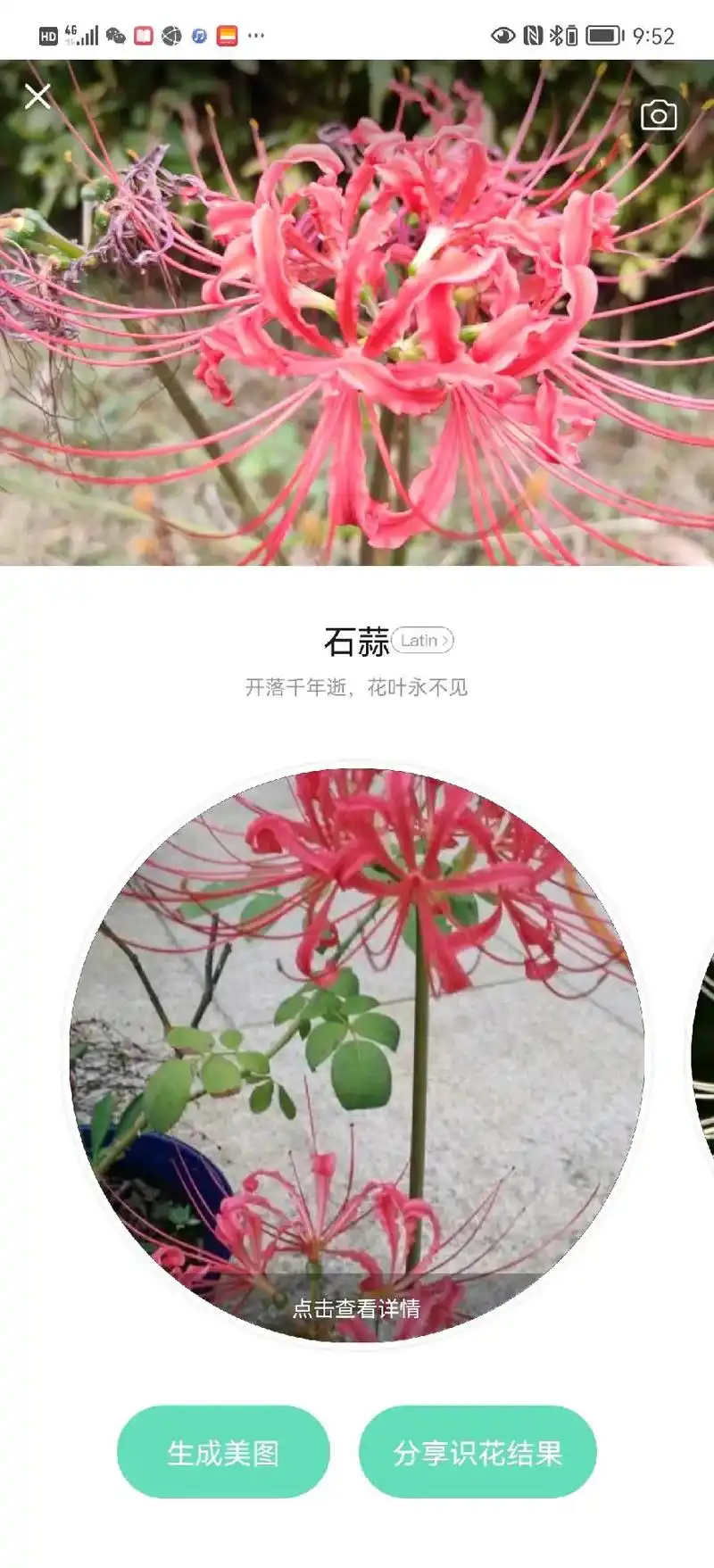 石蒜又名曼珠沙华,佛经又言彼岸花,西方人称之为 - 抖音