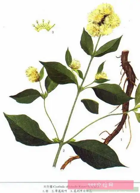 川牛膝川牛膝的副作用功效与作用