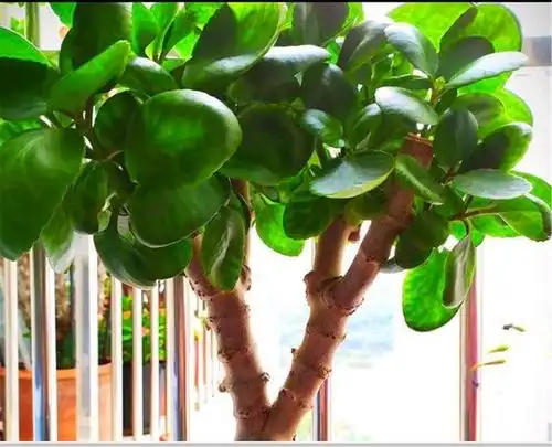 花了3年时间,把长寿花养成长寿树,掌握3个要点,非常好养