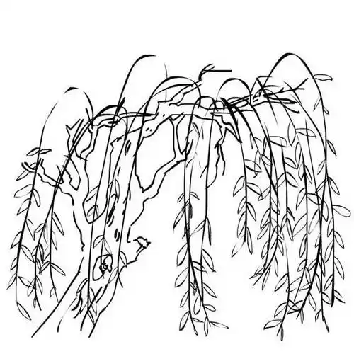 漂亮的柳树简笔画步骤