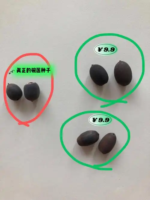买碗莲种子踩坑记