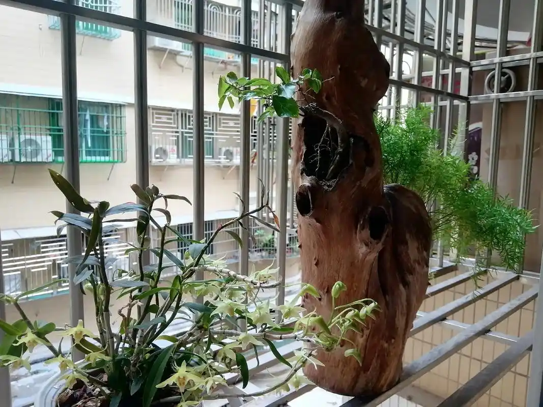 石斛兰的花语是勇敢,欢迎,祝福,幸福,纯洁.石斛兰具有秉性刚 - 抖音