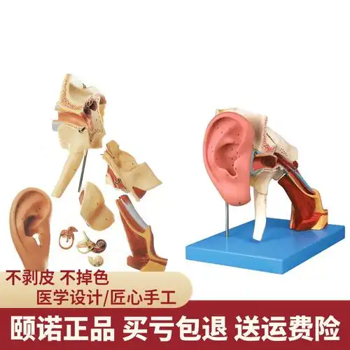 人体模型enovo鼓膜器官培训医生耳鼻喉科科颞五官教学标本