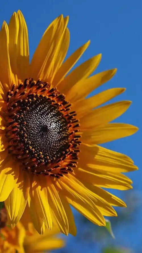 那一抹蒲公英浅笑_帖子_oppo手机官方社区