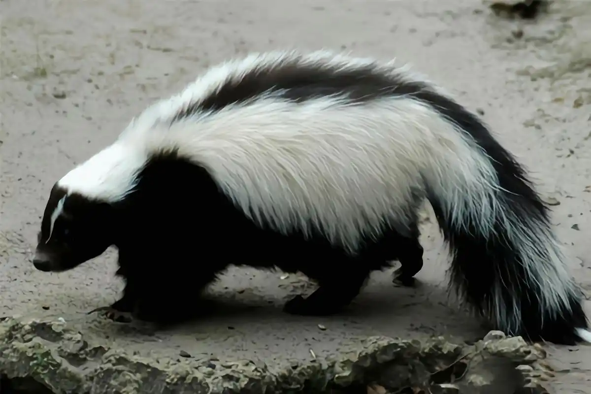 每天认识一种动物——条纹臭鼬 条纹臭鼬是世界上最臭的动物,用奇臭的