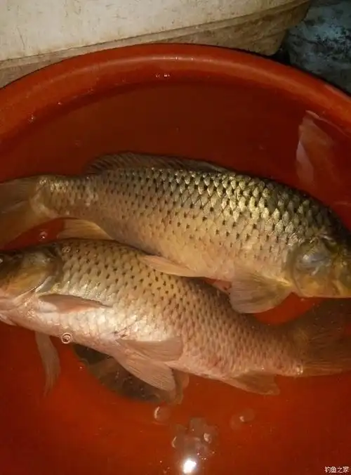 终于实现大物 自制饵料钓鲤鱼 - 钓鱼之家
