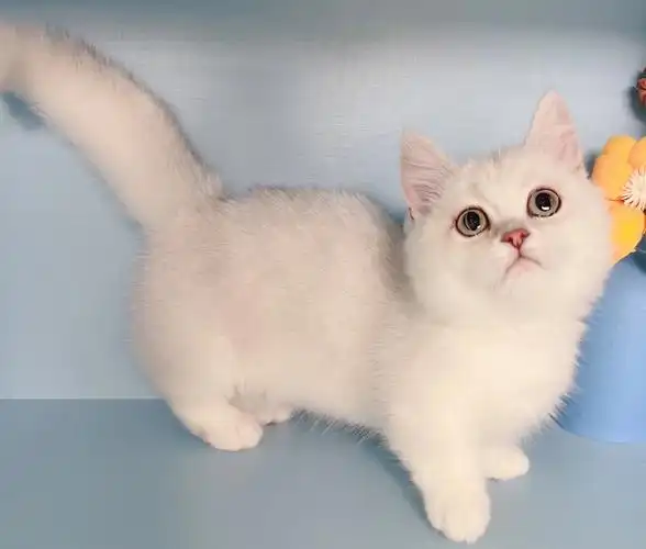 银渐层纯白曼基康矮脚