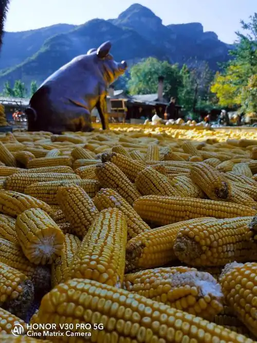 五谷丰登丰收的季节