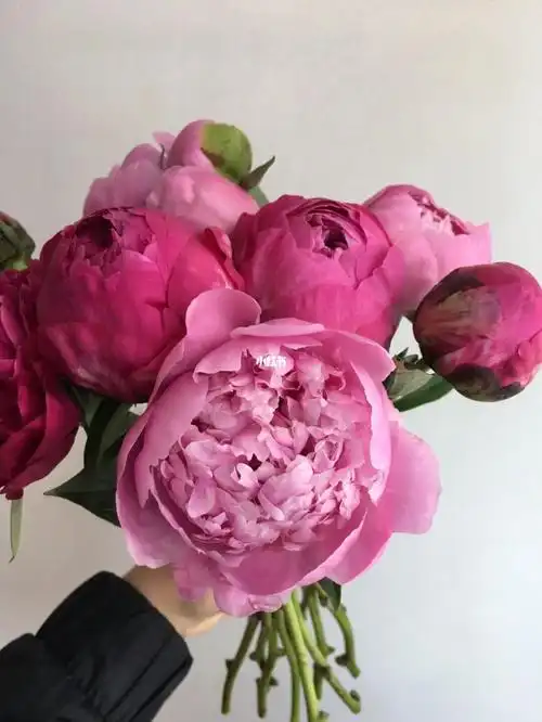 重瓣芍药组合秒杀9215