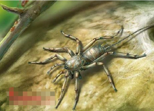 重大发现!现亿年前远古蜘蛛,原来蜘蛛的祖先竟然是有尾巴!