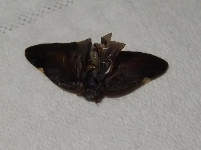 今天打死一只蛾子,长着半透明的翅膀,像蛾子翅膀的形