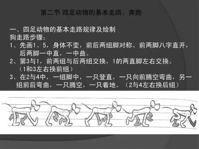 设计/艺术 各种动物的运动规律总结ppt 第二节 四足动物的基本走路
