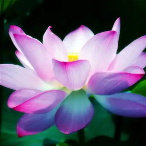 佛系图片头像禅意荷花 独一无二的佛系莲花图片微信头像_微信头像