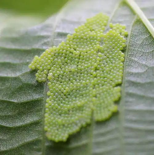 【图】白蛾及蛾卵 - 蜂鸟摄影论坛