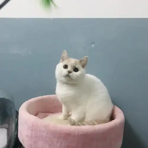 英短猫乳白色