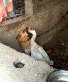 236_286gif 动态图 动图