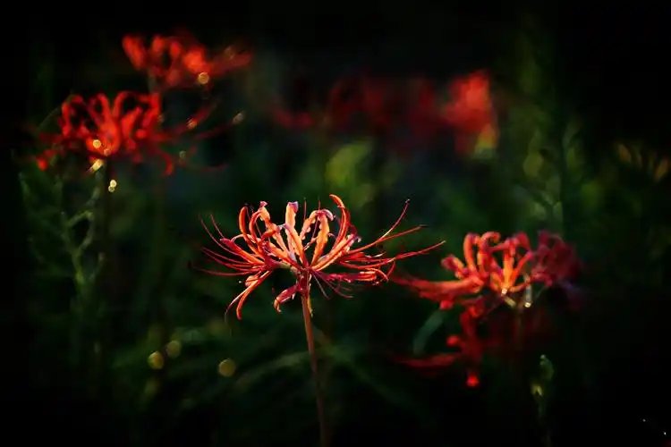 无尽的思念,绝望的爱情——彼岸花