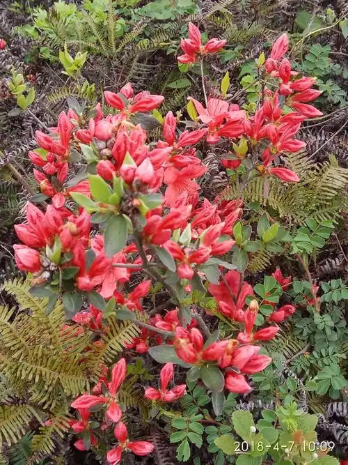 上堡山的柴爿花!