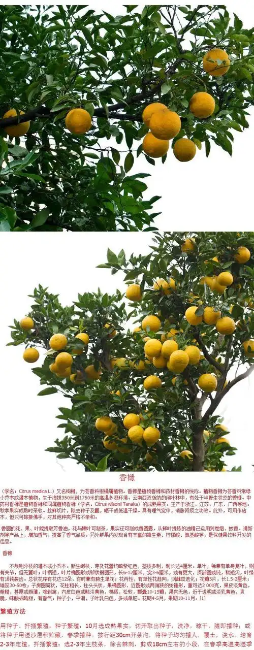 香橼树苗香泡树苗香橼树香橼苗香圆树苗盆栽地栽9年大苗结果大多